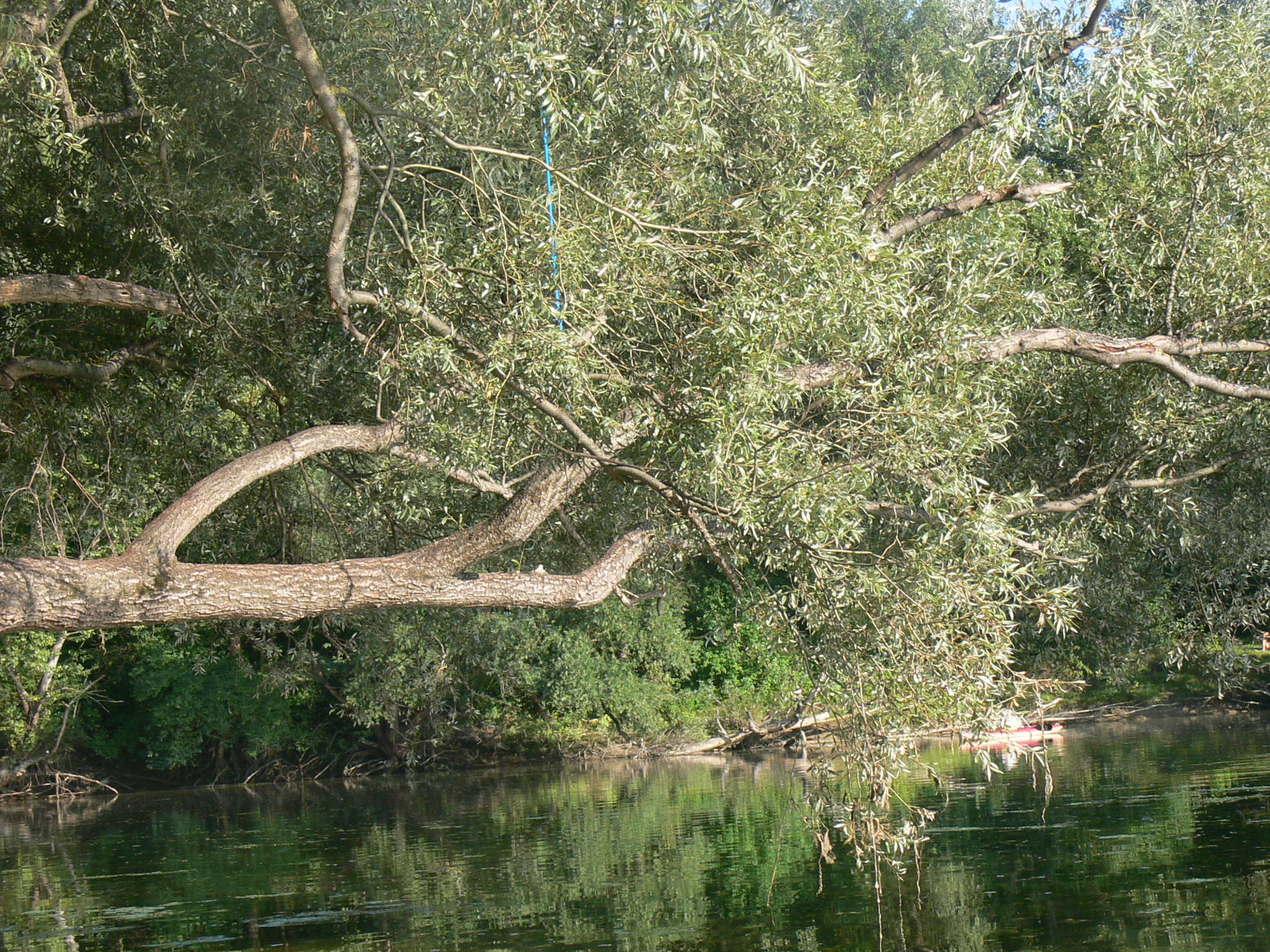 2008 08 Altrhein 0407