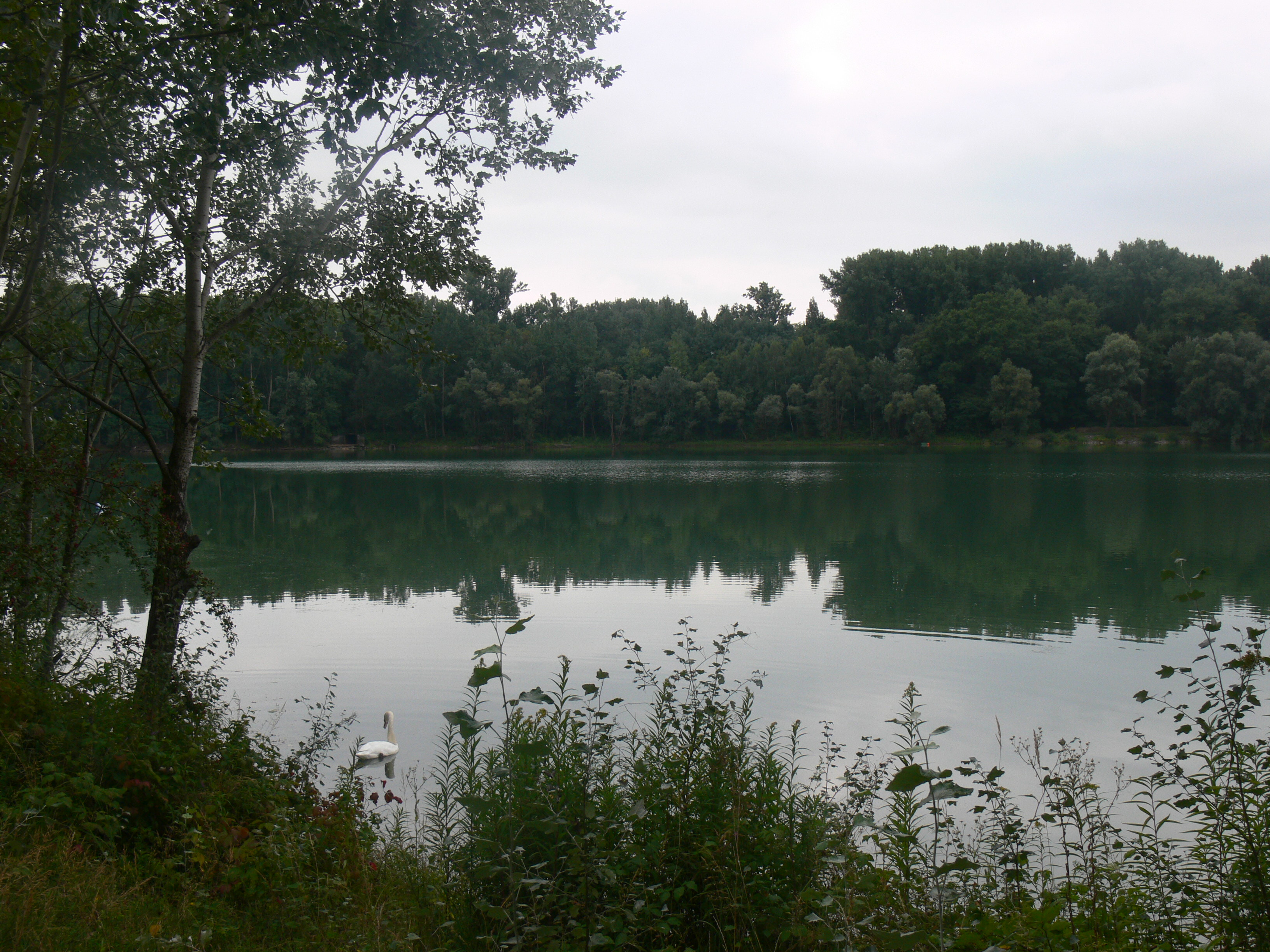 2008 08 Altrhein 0429